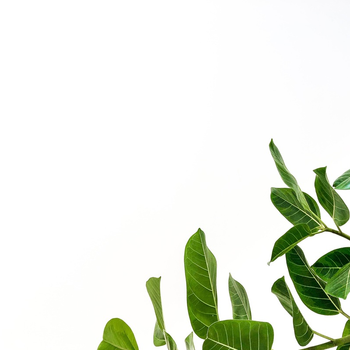 爱萌哆宠物俱乐部