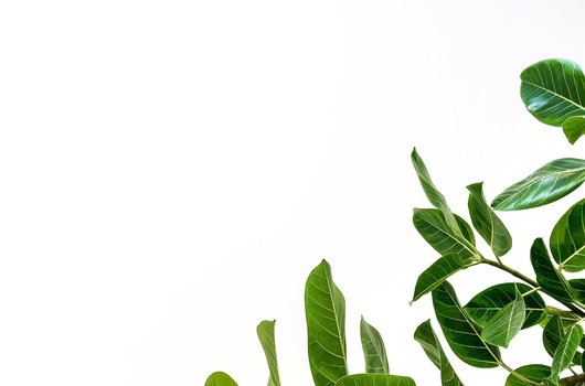 爱萌哆宠物俱乐部