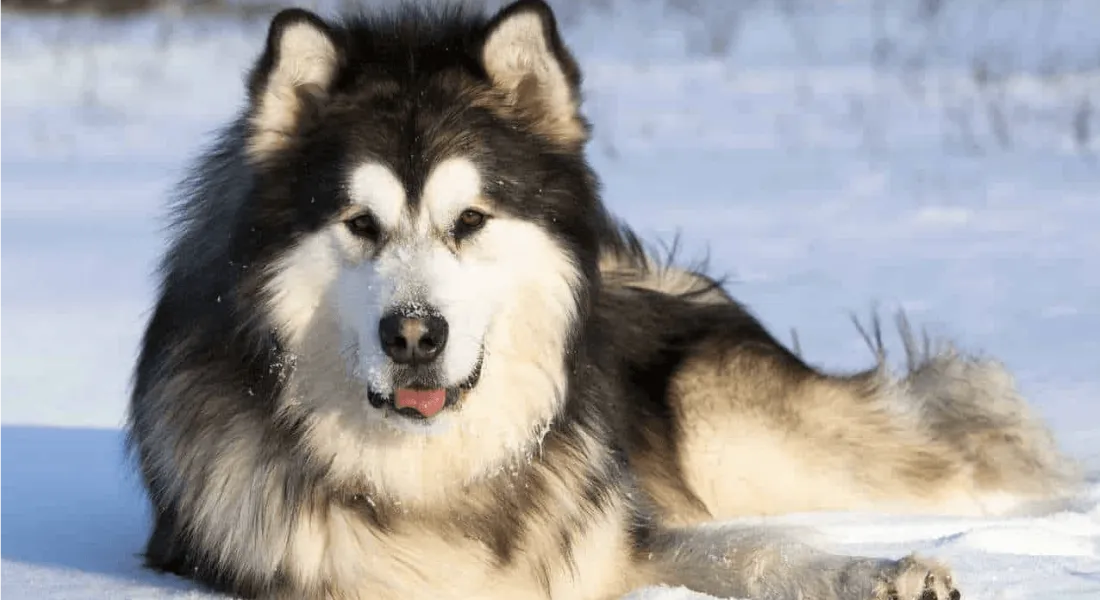 爱萌哆宠物俱乐部