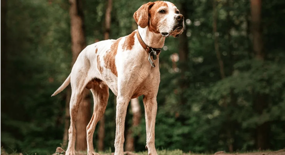 爱萌哆宠物俱乐部