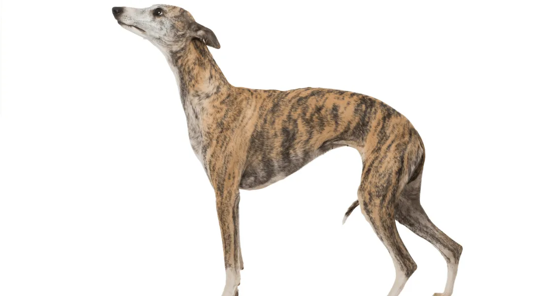 爱萌哆宠物俱乐部