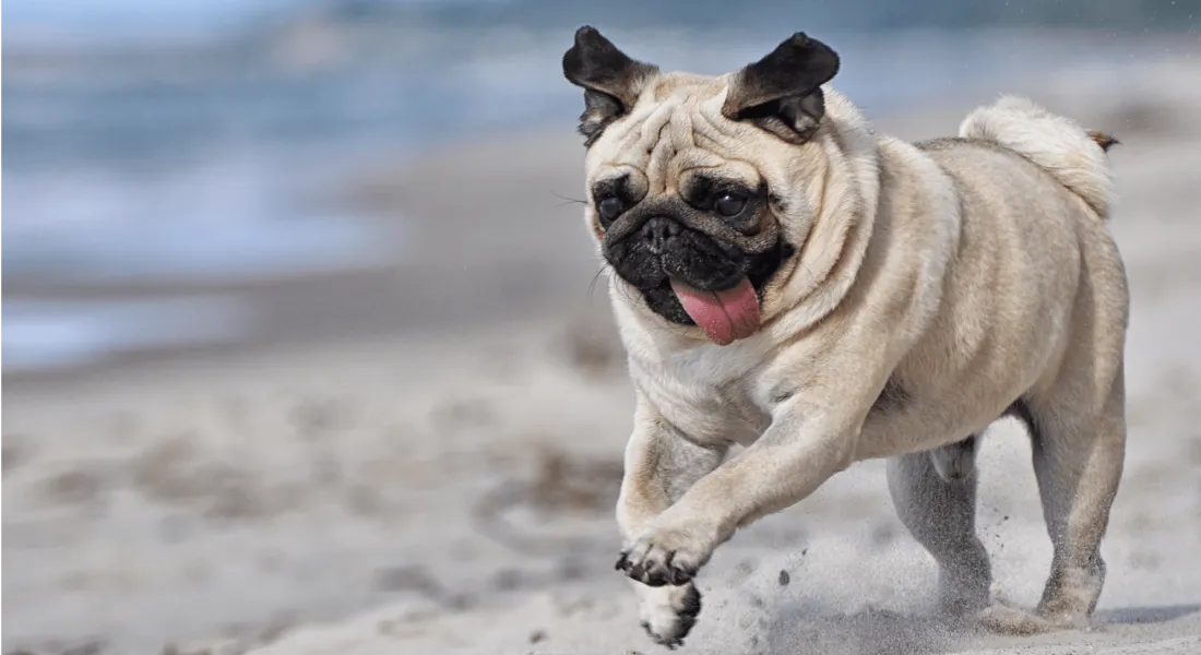 爱萌哆宠物俱乐部