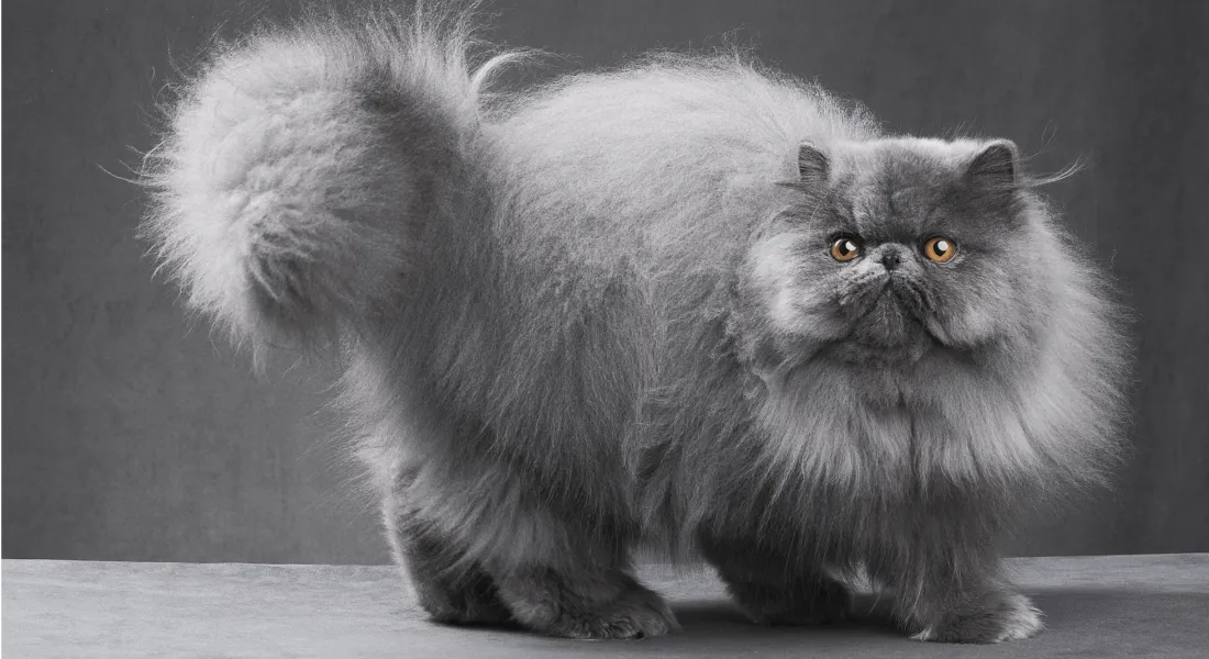 爱萌哆宠物俱乐部