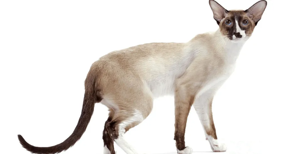 爱萌哆宠物俱乐部