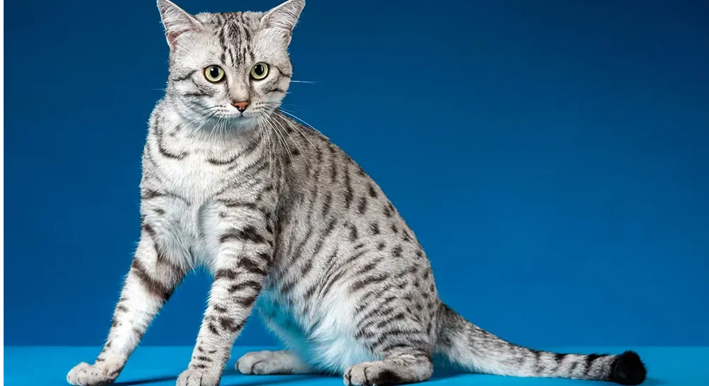 爱萌哆宠物俱乐部