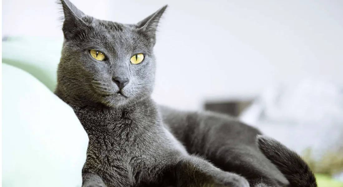 爱萌哆宠物俱乐部