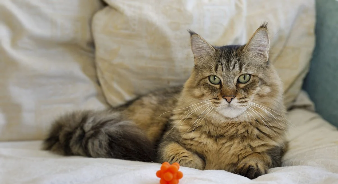 爱萌哆宠物俱乐部