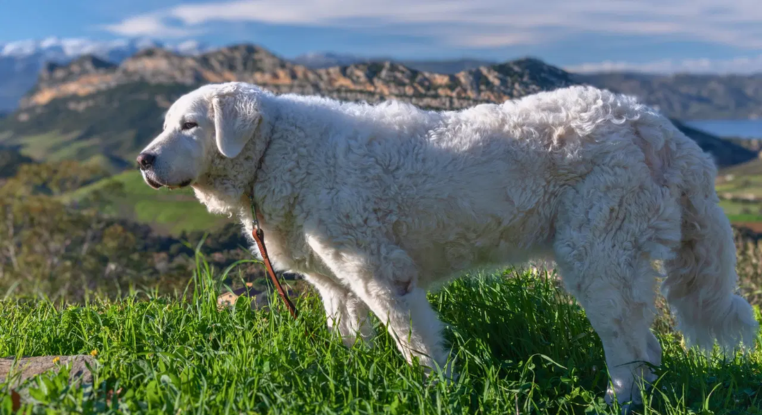 爱萌哆宠物俱乐部
