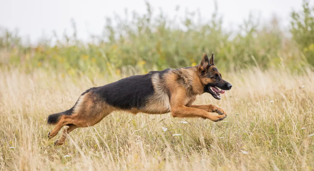爱萌哆宠物俱乐部