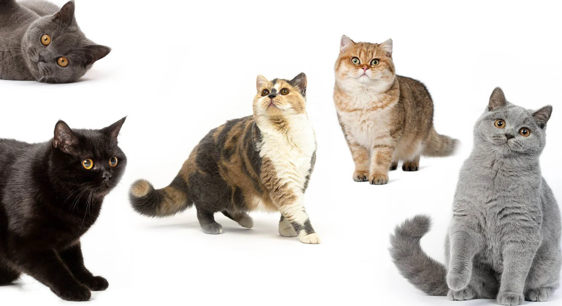 爱萌哆宠物俱乐部