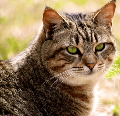 爱萌哆宠物俱乐部