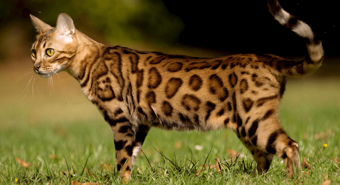 爱萌哆宠物俱乐部