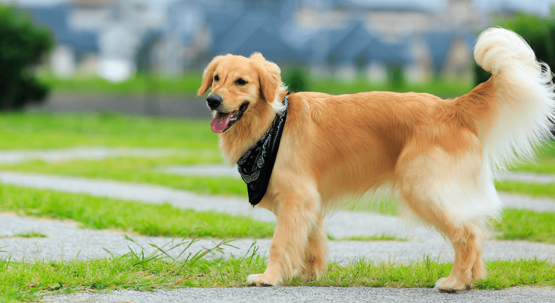 爱萌哆宠物俱乐部