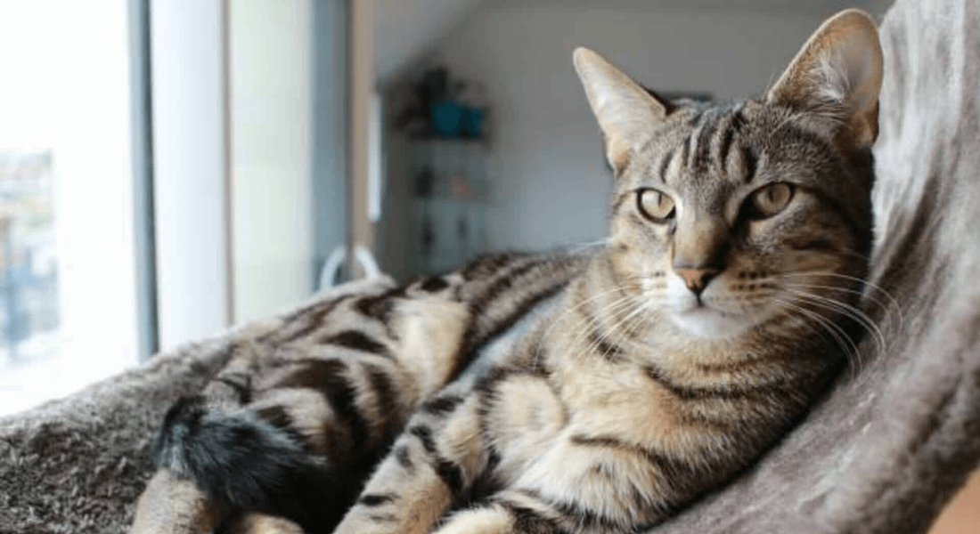 爱萌哆宠物俱乐部