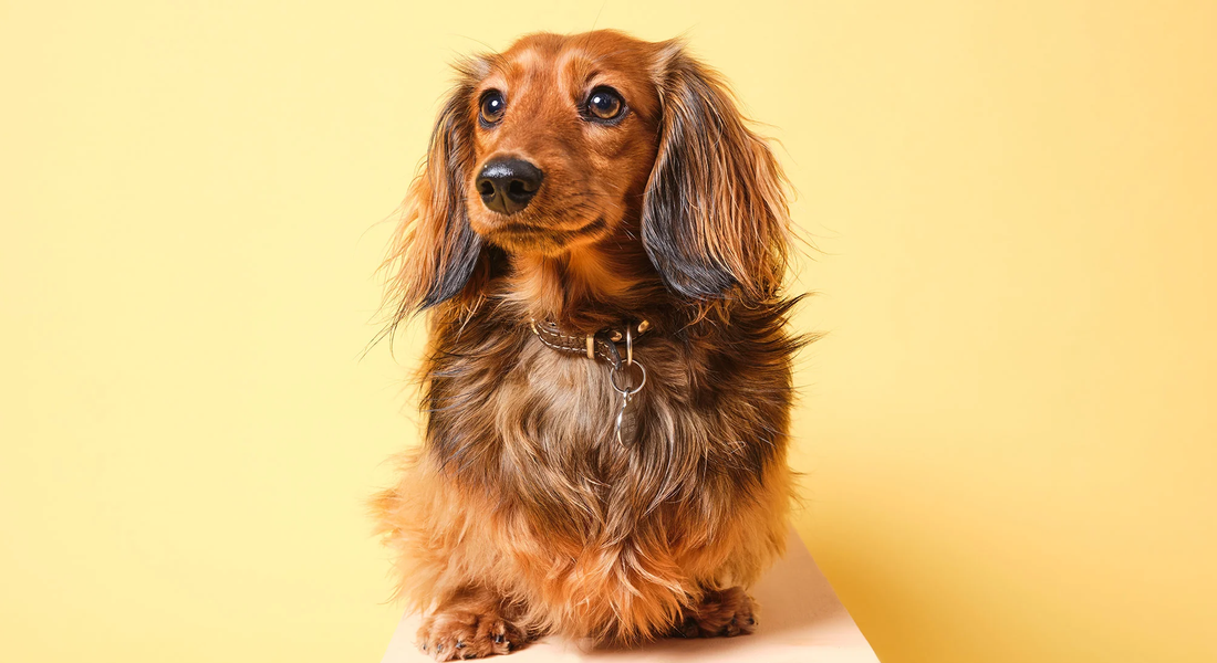 爱萌哆宠物俱乐部