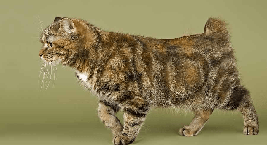 爱萌哆宠物俱乐部