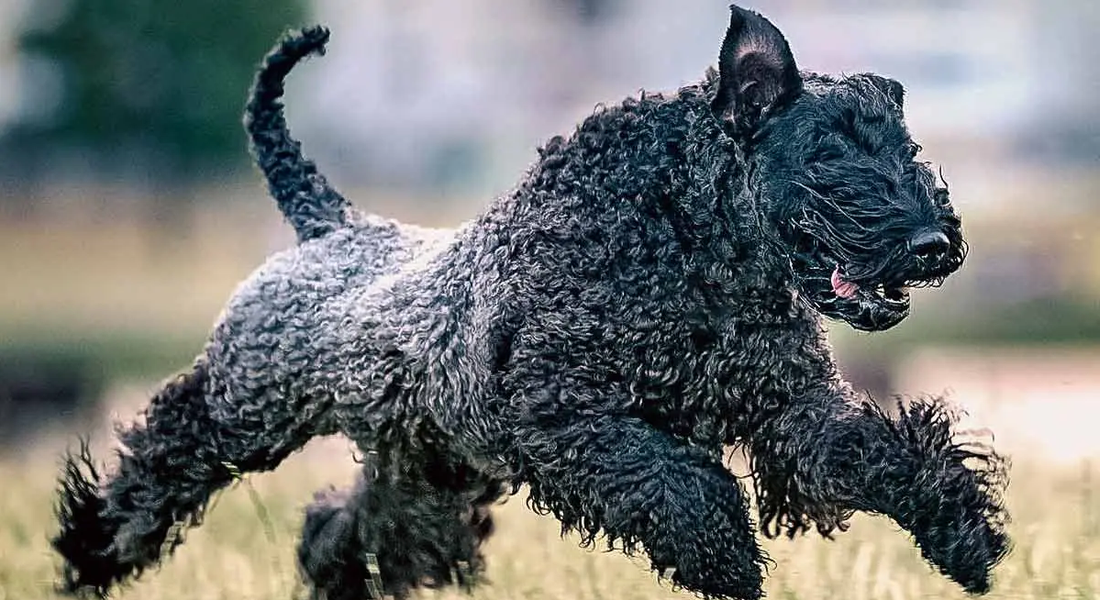 爱萌哆宠物俱乐部