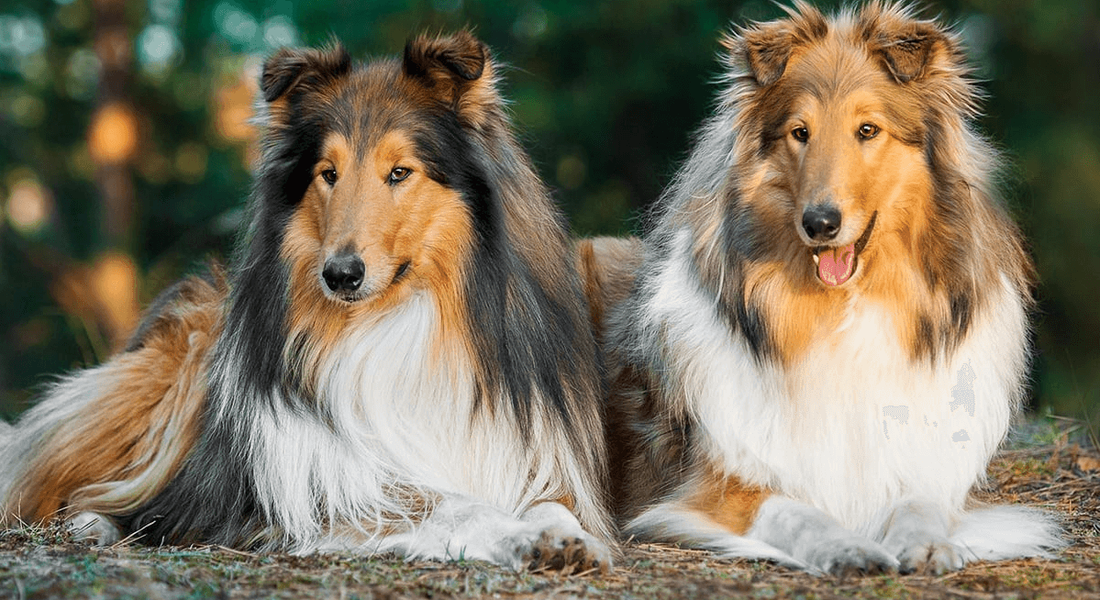 爱萌哆宠物俱乐部