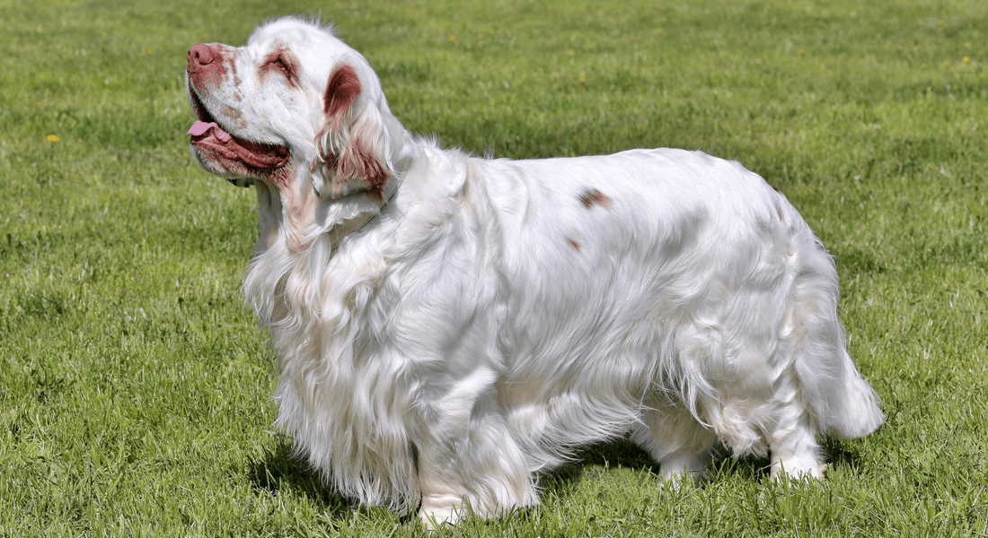 爱萌哆宠物俱乐部