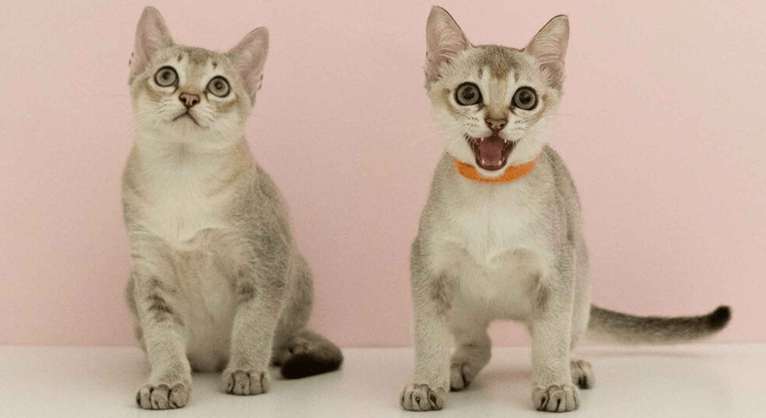 爱萌哆宠物俱乐部