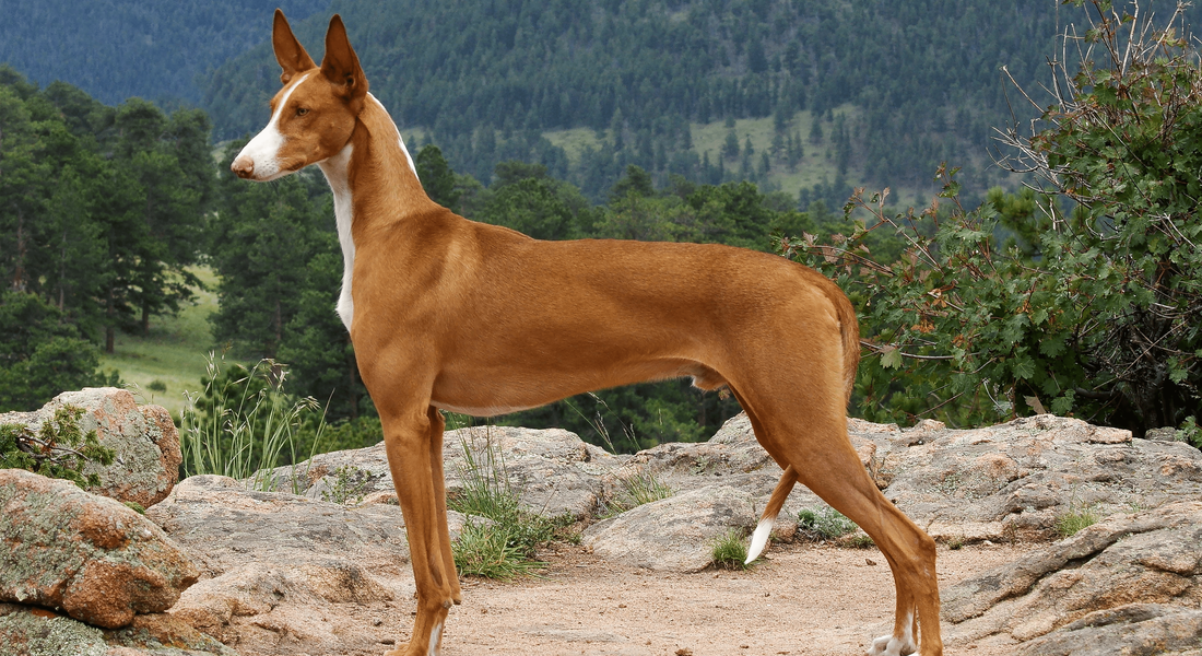 爱萌哆宠物俱乐部