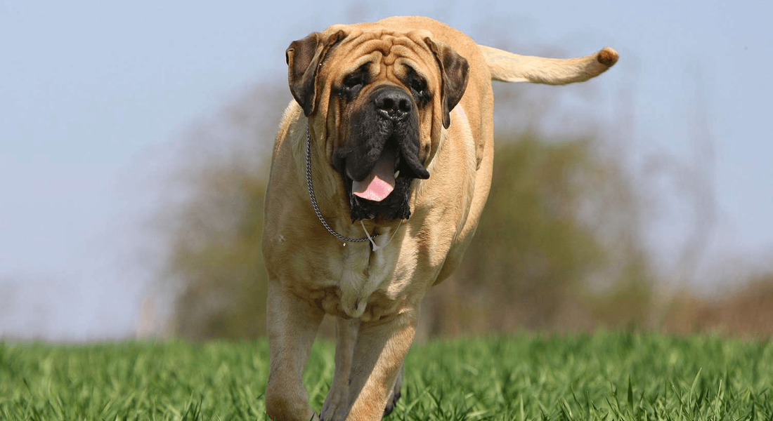 爱萌哆宠物俱乐部