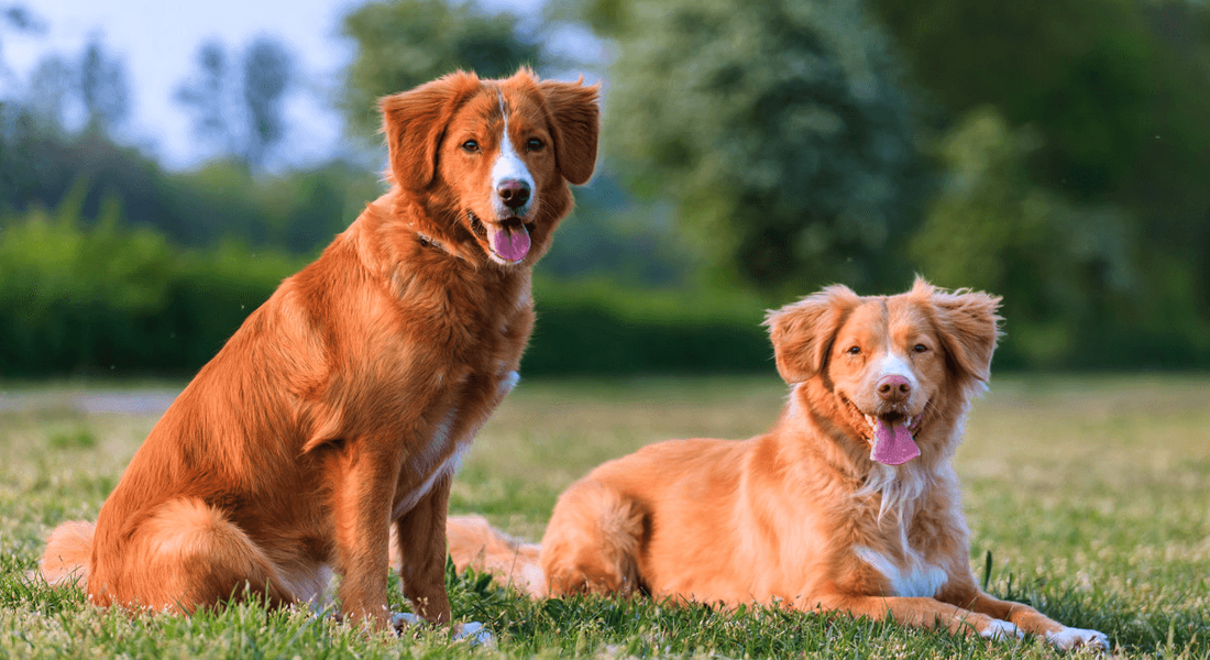 爱萌哆宠物俱乐部