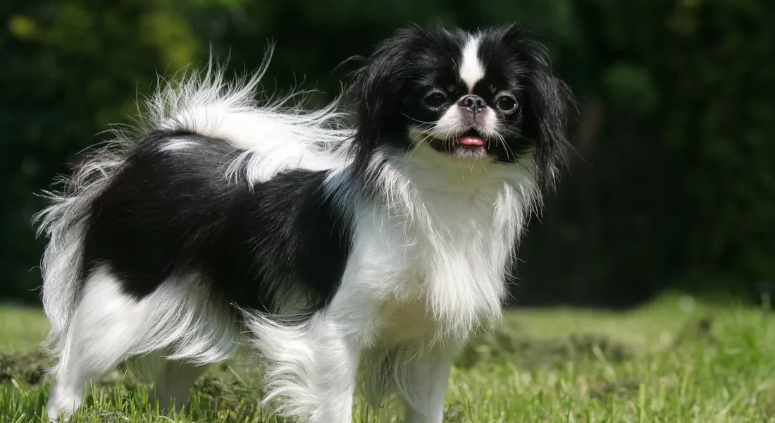 爱萌哆宠物俱乐部