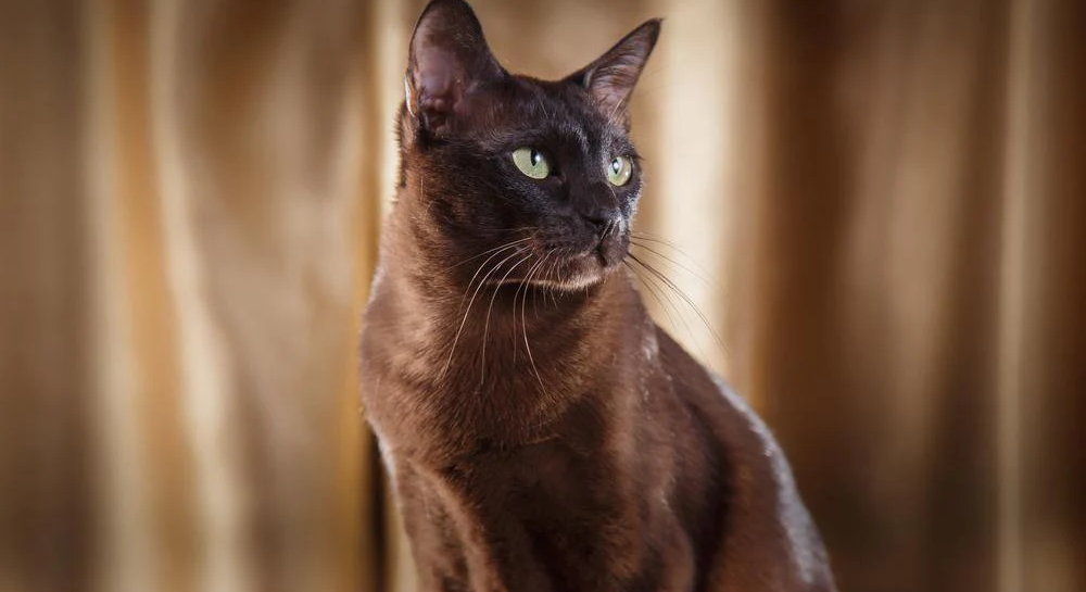 爱萌哆宠物俱乐部