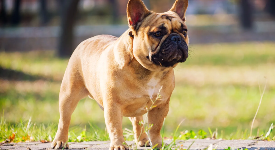 爱萌哆宠物俱乐部