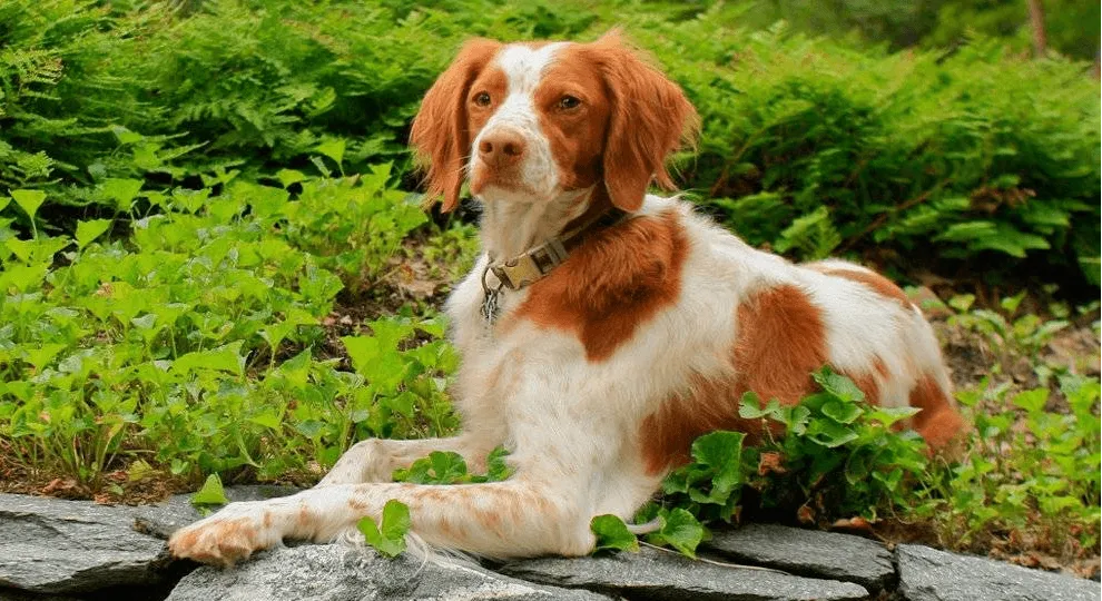 爱萌哆宠物俱乐部