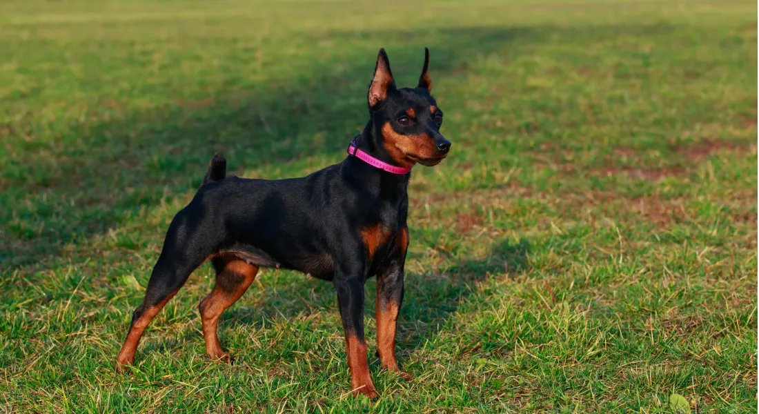 爱萌哆宠物俱乐部
