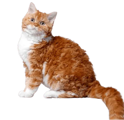 爱萌哆宠物俱乐部