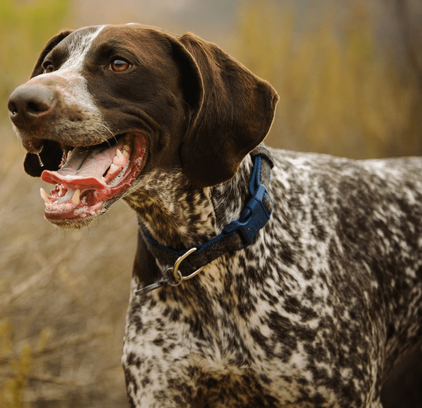 爱萌哆宠物俱乐部