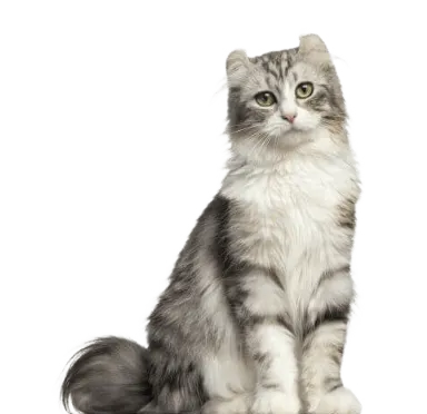 爱萌哆宠物俱乐部