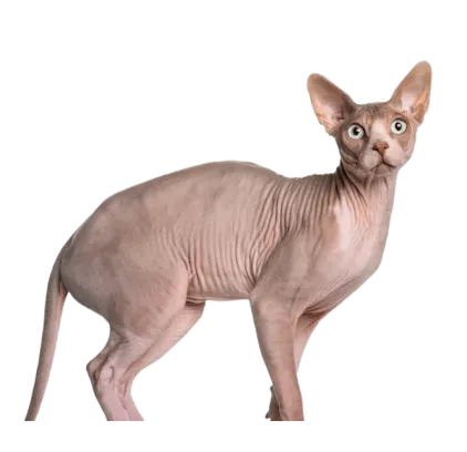 爱萌哆宠物俱乐部