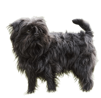 爱萌哆宠物俱乐部