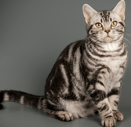 爱萌哆宠物俱乐部