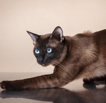 爱萌哆宠物俱乐部