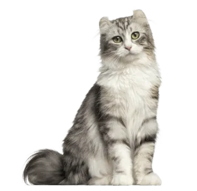 爱萌哆宠物俱乐部