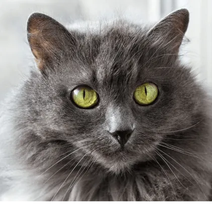 爱萌哆宠物俱乐部