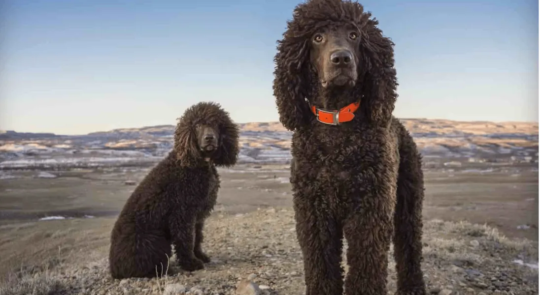 爱萌哆宠物俱乐部