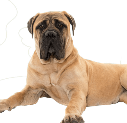 爱萌哆宠物俱乐部