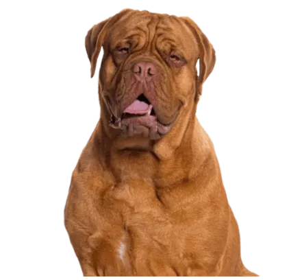 爱萌哆宠物俱乐部