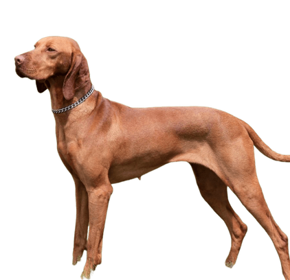 爱萌哆宠物俱乐部