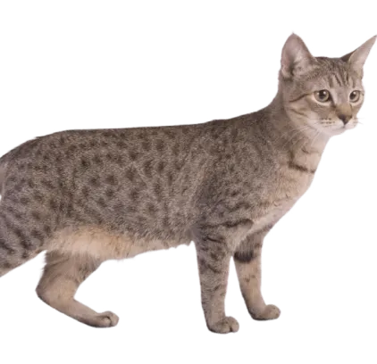 爱萌哆宠物俱乐部