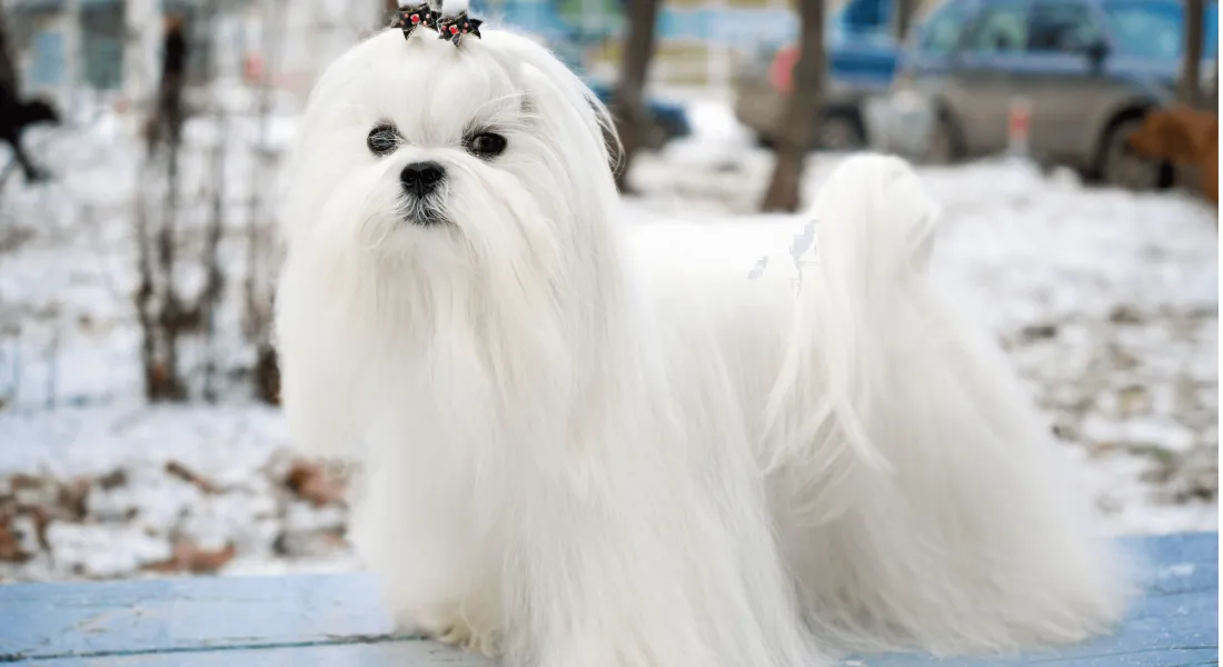 爱萌哆宠物俱乐部