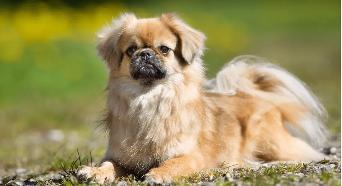 爱萌哆宠物俱乐部