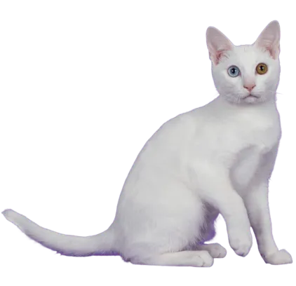 爱萌哆宠物俱乐部