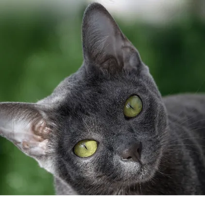 爱萌哆宠物俱乐部